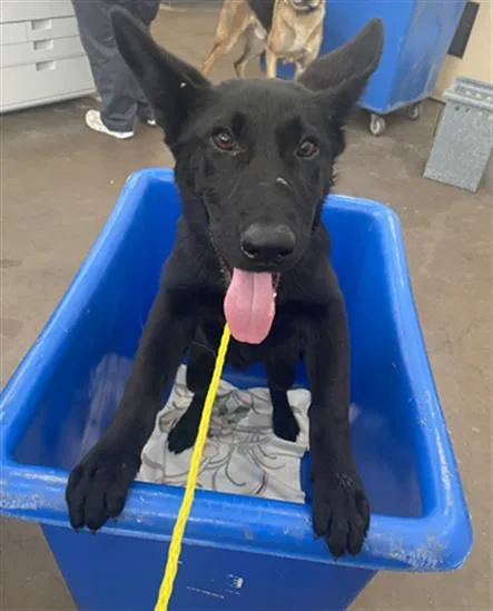 A young large-sized female Mixed Breed dog named Bella for adoption in Dallas, TX