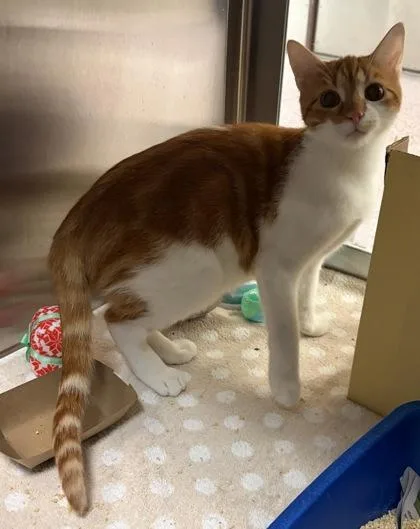 A baby small-sized male Domestic Short Hair cat named Nibbles for adoption in West Chester, PA