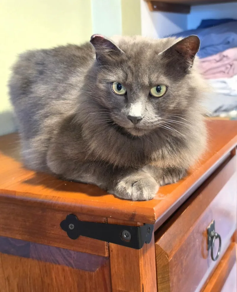 An adult medium-sized female Domestic Medium Hair cat named Kitkat for adoption in Des Moines , WA