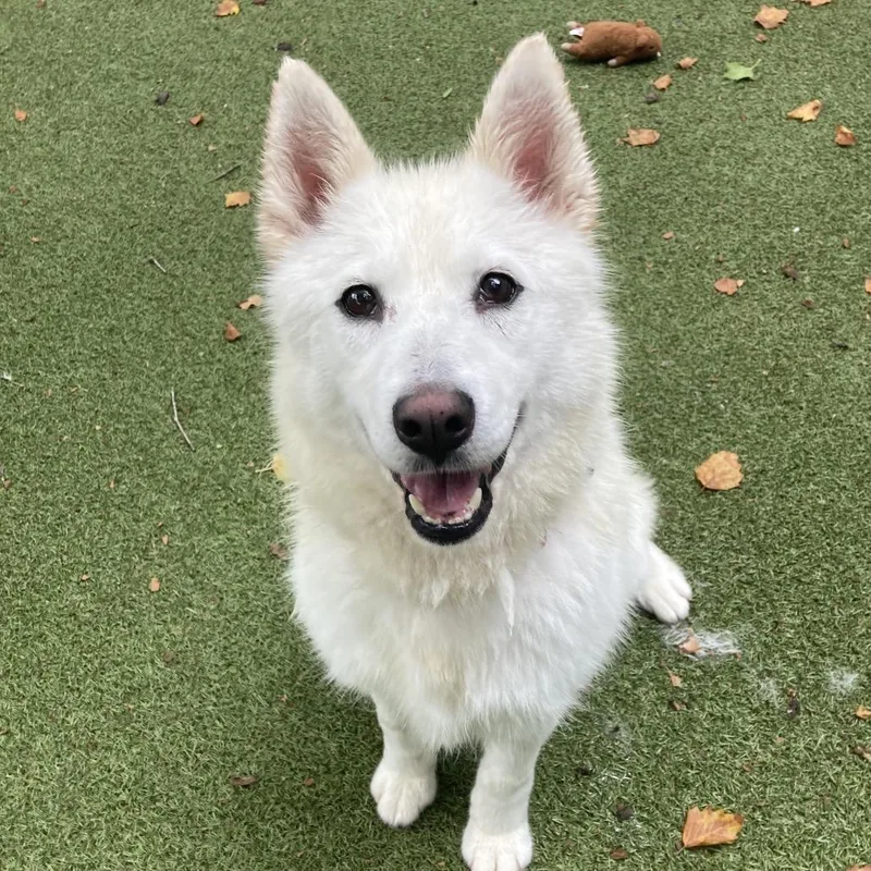 An adult medium-sized female White / Cream Siberian Husky dog named Bianca for adoption in Providence, RI
