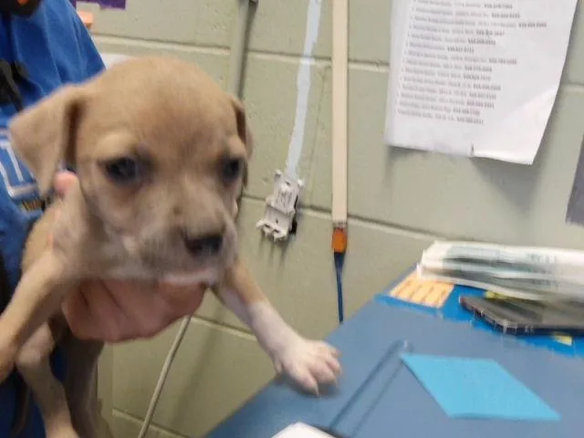 A baby small-sized female Pit Bull Terrier dog named Cinnamon Toast Crunch for adoption in Tulsa, OK