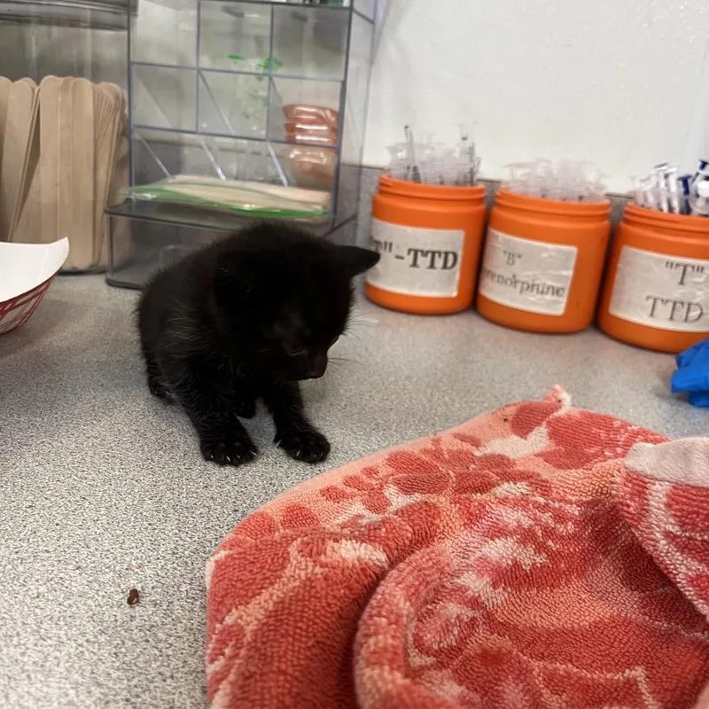 A baby small-sized male Black Domestic Short Hair cat named Edward for adoption in Edinburg, TX