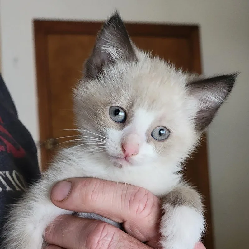 A baby small-sized male Siamese cat named Oscar for adoption in Kansas City, MO