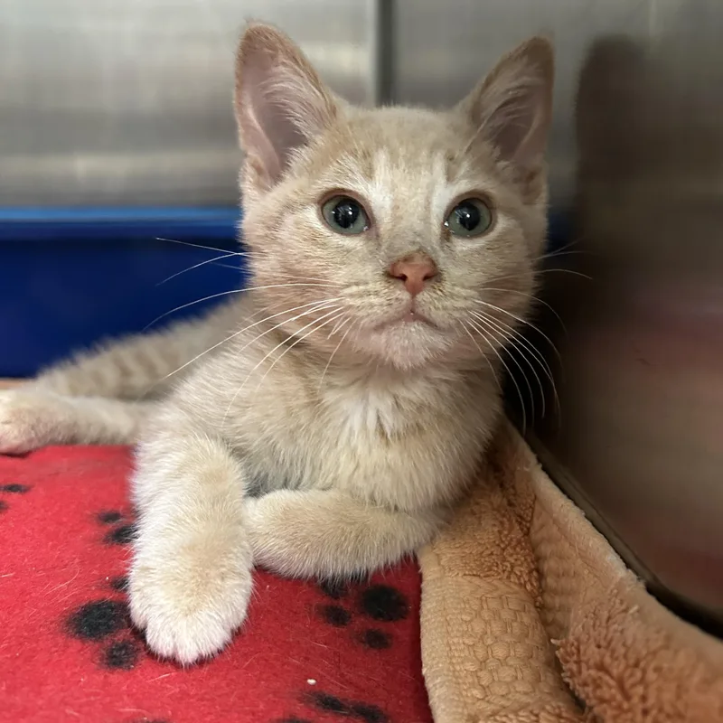 A baby medium-sized male Buff / Tan / Fawn Domestic Short Hair cat named Peter for adoption in La Grange Park, IL