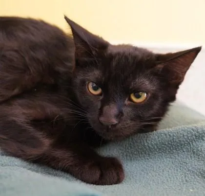 A baby medium-sized male Domestic Short Hair cat named Thrash for adoption in Eugene, OR