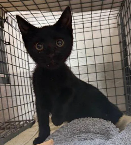 A baby small-sized female Domestic Short Hair cat named Gemma for adoption in Honolulu, HI