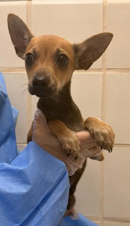 A young small-sized male Chihuahua dog named Carlton for adoption in San Antonio, TX
