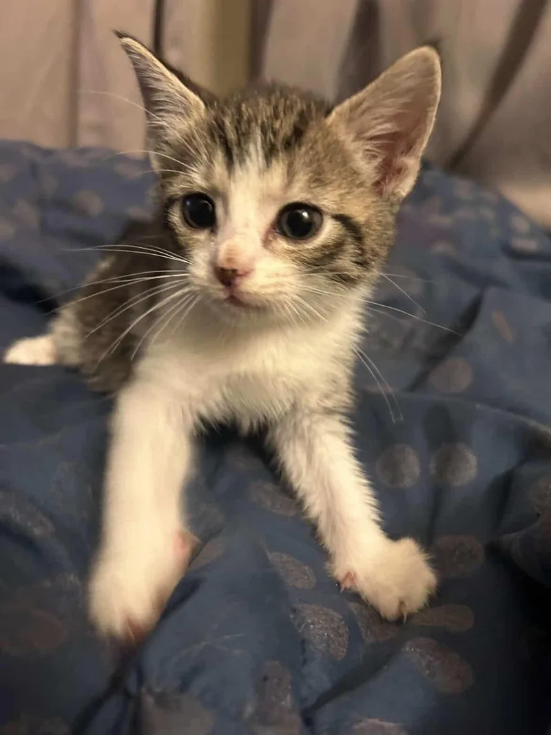 Cocoa