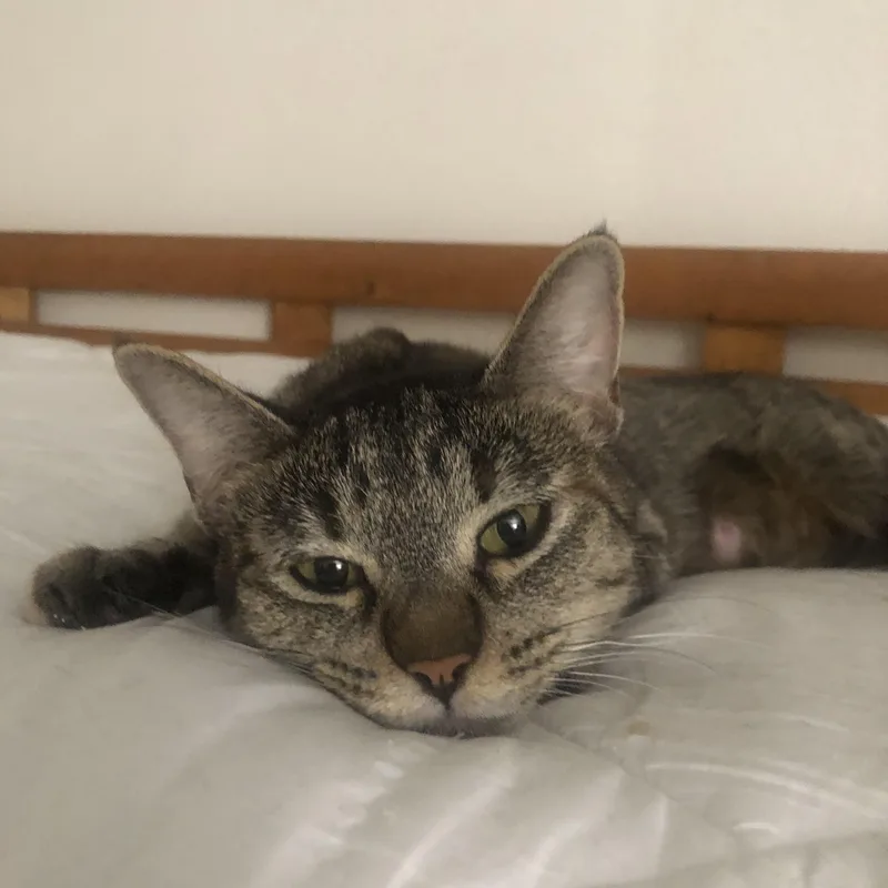 Thumbelina thumbnail 2