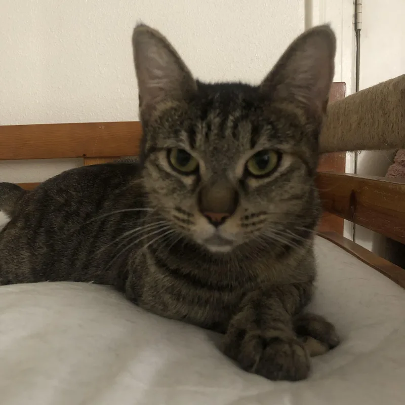 Thumbelina thumbnail 3