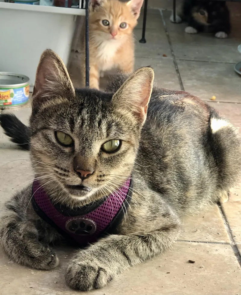 Thumbelina thumbnail 5