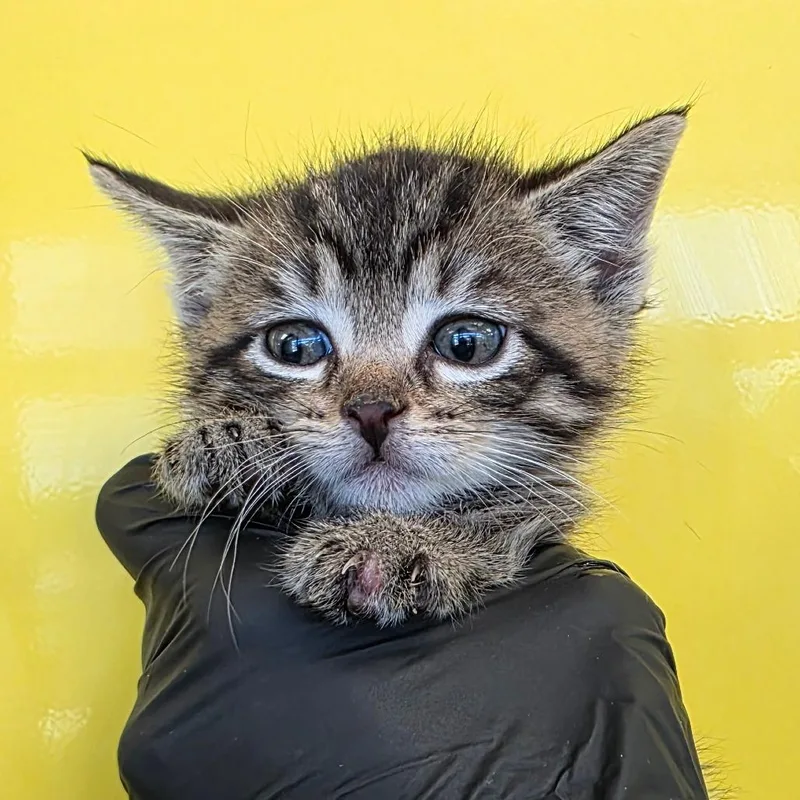 A baby small-sized male Gray / Blue / Silver Domestic Short Hair cat named Mudpie for adoption in Abilene, TX
