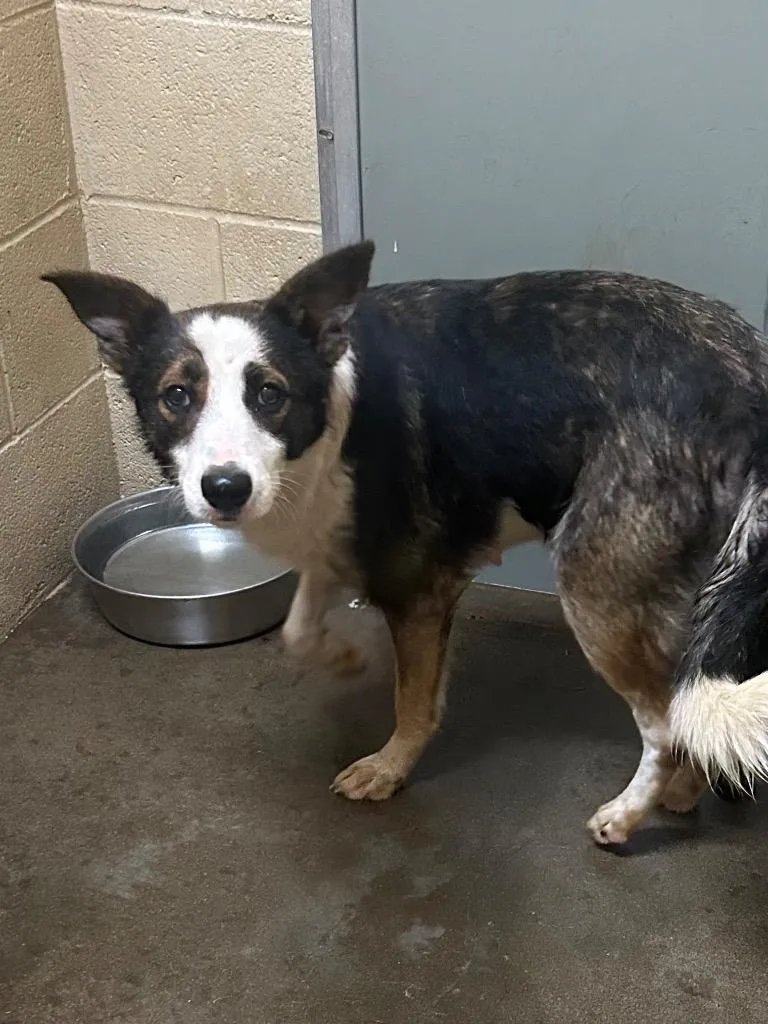 A young medium-sized female Australian Shepherd dog named Kay for adoption in Benton, AR