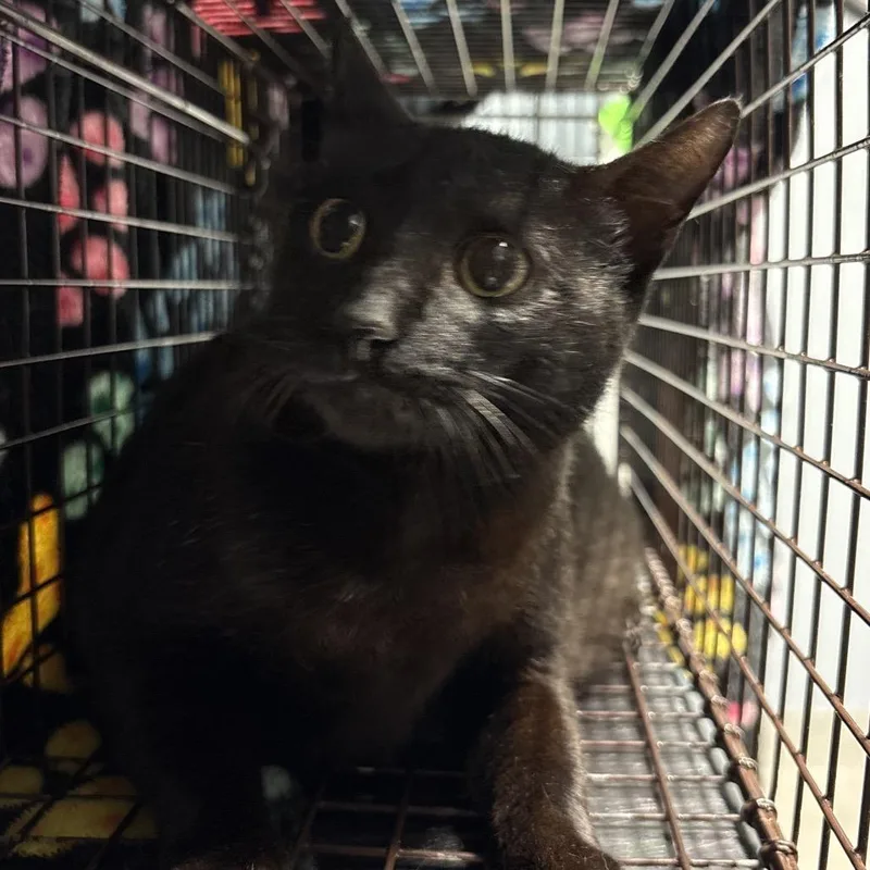 A young large-sized female Black Domestic Short Hair cat named Celeste for adoption in Milton, FL