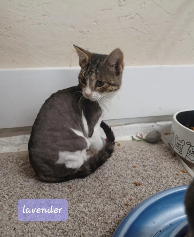 A baby small-sized female Tabby (Brown / Chocolate) Domestic Short Hair cat named Lavender for adoption in Walworth, WI