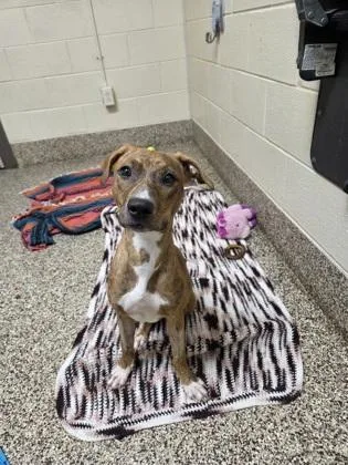 A baby medium-sized female Mixed Breed dog named Junie for adoption in Westland, MI