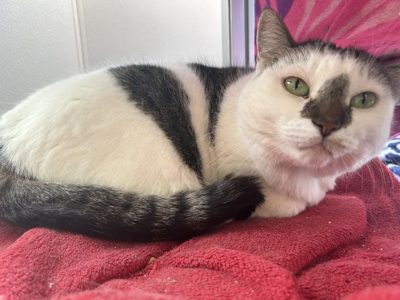An adult large-sized female Tabby (Brown / Chocolate) Domestic Short Hair cat named Sweet Pea for adoption in Lansing, MI