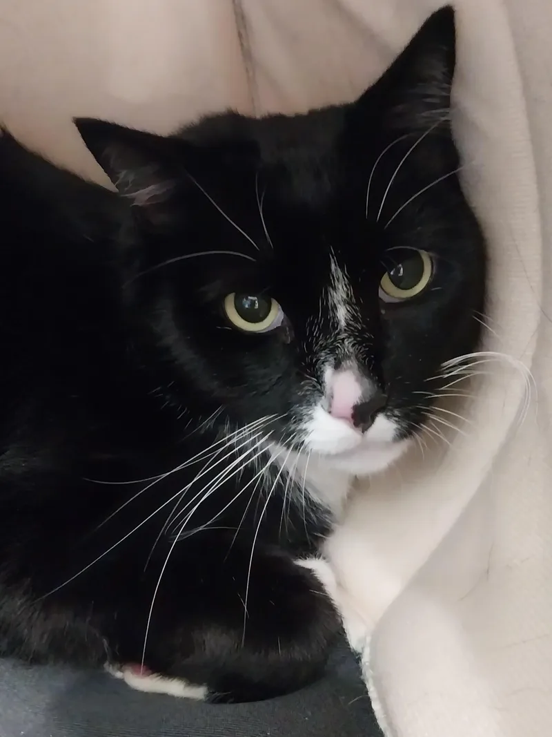A senior large-sized male Black & White / Tuxedo Domestic Short Hair cat named Tiger for adoption in Mesquite, NV