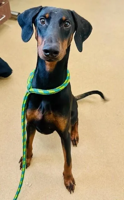 A young large-sized male Doberman Pinscher dog named Jordan for adoption in Derwood, MD