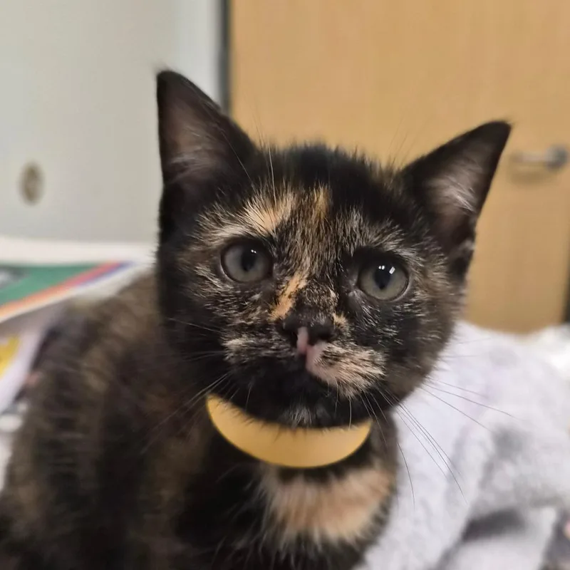 A baby small-sized female Tortoiseshell Domestic Medium Hair cat named Keke for adoption in Jacksonville, FL