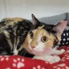 A young medium-sized female Calico cat named Gremlin for adoption in Green Valley, AZ