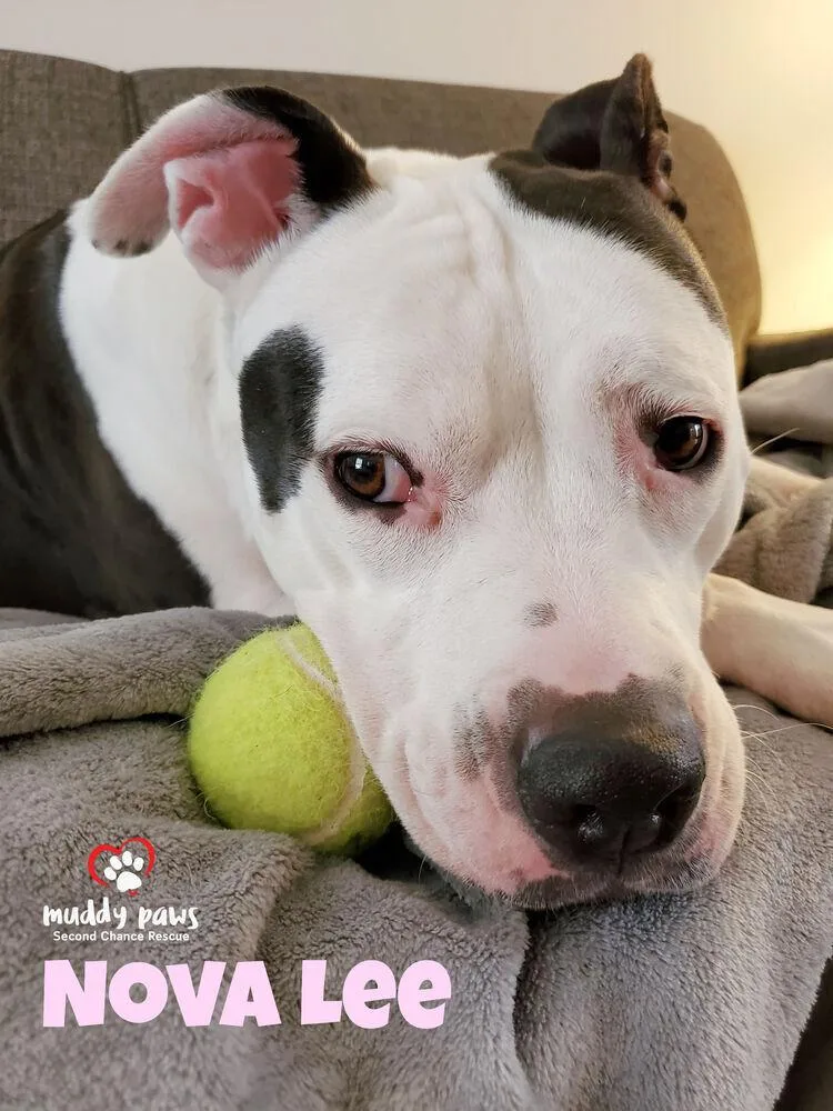 Nova Lee thumbnail 4