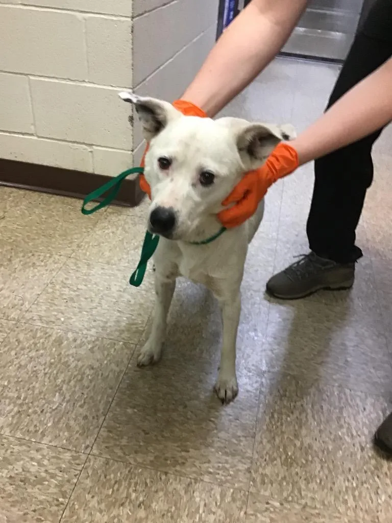An adult large-sized female Australian Shepherd dog named Coconut for adoption in Nacogdoches, TX