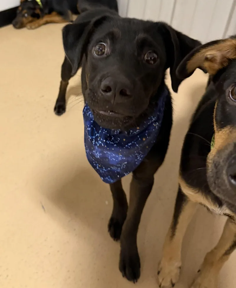 A baby medium-sized male Labrador Retriever dog named Aemond for adoption in Pembroke, MA