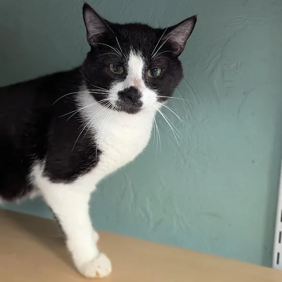 An adult medium-sized male Black Domestic Short Hair cat named Hustler Kid for adoption in Shippenville, PA