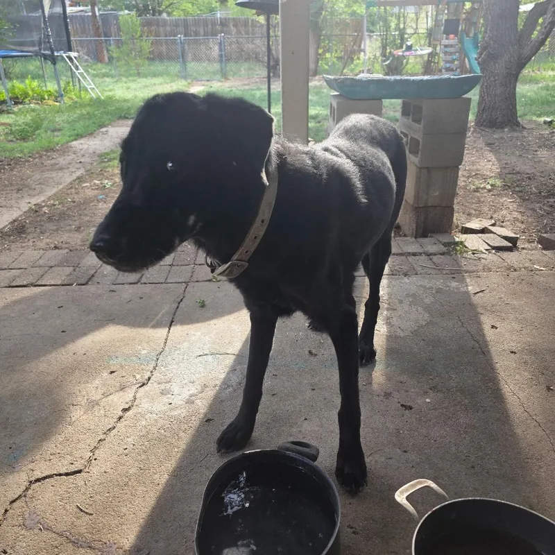 A senior medium-sized male Gray / Blue / Silver Black Labrador Retriever dog named Abraham for adoption in Colorado Springs, CO