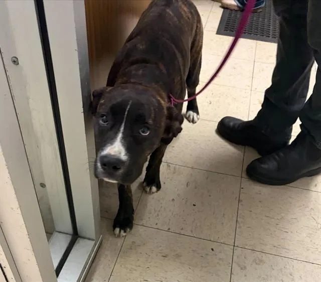 A young large-sized female Boxer dog named A for adoption in Stockton, CA