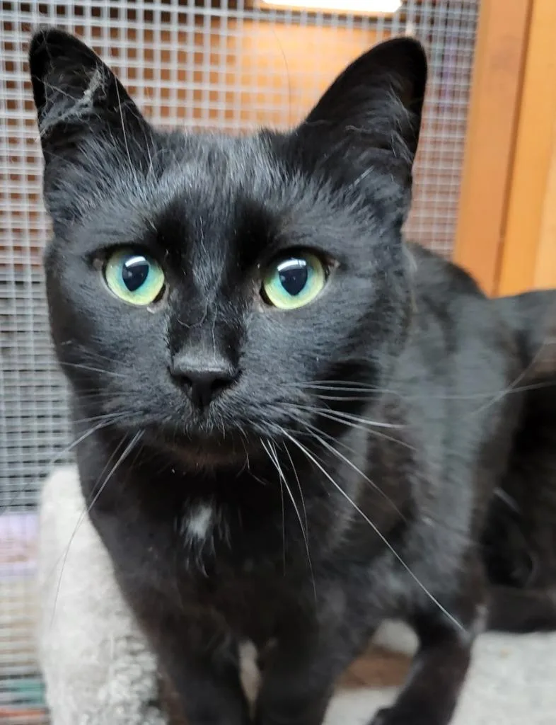 An adult medium-sized female Domestic Medium Hair cat named Aerostar for adoption in Palmer, AK