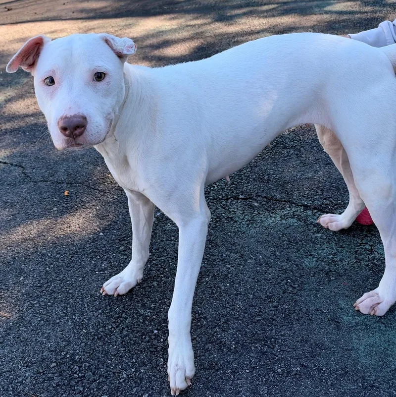 A young medium-sized female American Staffordshire Terrier dog named Rose for adoption in Jersey city, NJ