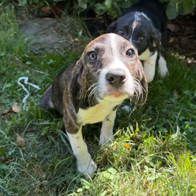 A baby small-sized female Brindle Labrador Retriever dog named Beach Pup: Splash for adoption in Falls Church, VA