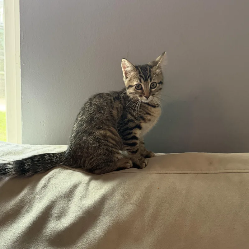 A baby small-sized male Tabby (Buff / Tan / Fawn) Domestic Short Hair cat named River for adoption in Martinsville, IN
