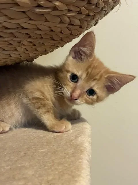 A baby small-sized male Domestic Short Hair cat named Fegenbush for adoption in Louisville, KY