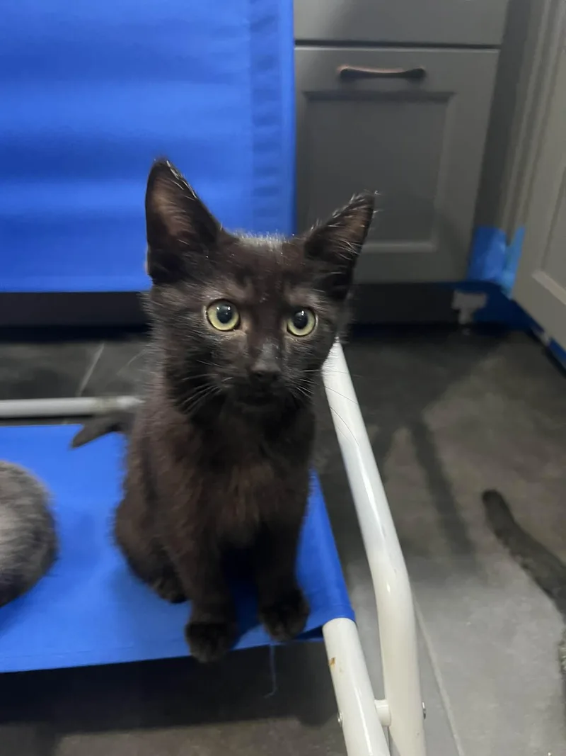 A baby small-sized male Domestic Short Hair cat named Oden for adoption in Visalia, CA