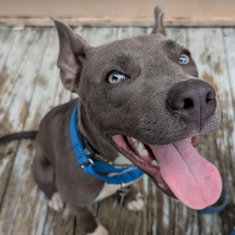 A young medium-sized male Gray / Blue / Silver Pit Bull Terrier dog named Rain for adoption in New Orleans, LA