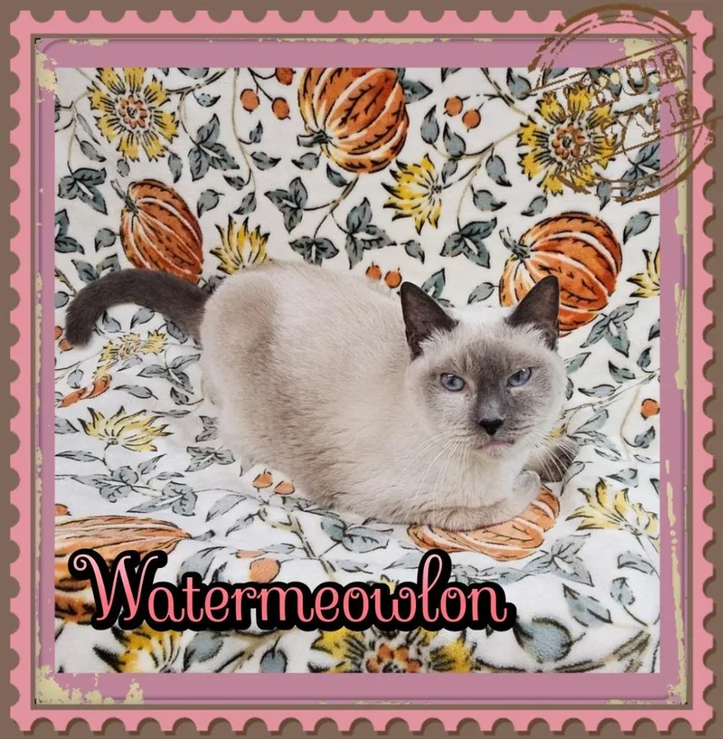 A young small-sized male Siamese cat named Watermeowlon for adoption in Jacksonville, IL