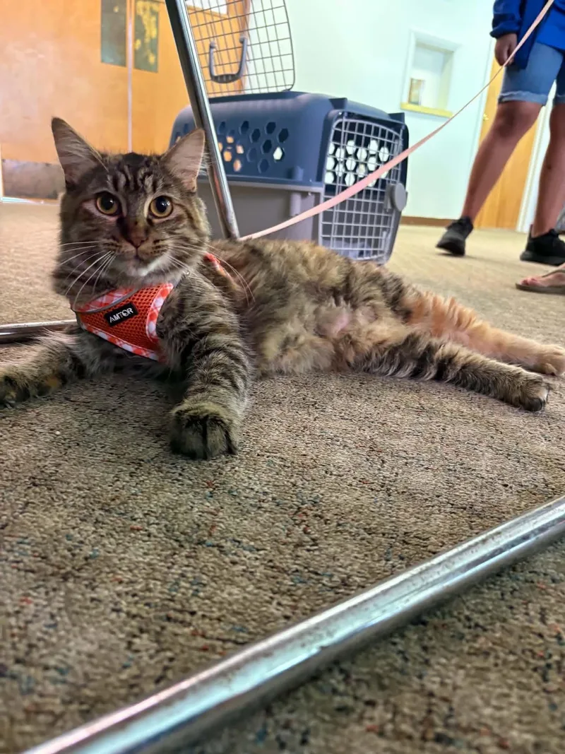 An adult medium-sized female Domestic Long Hair cat named Barbie for adoption in Gouverneur, NY