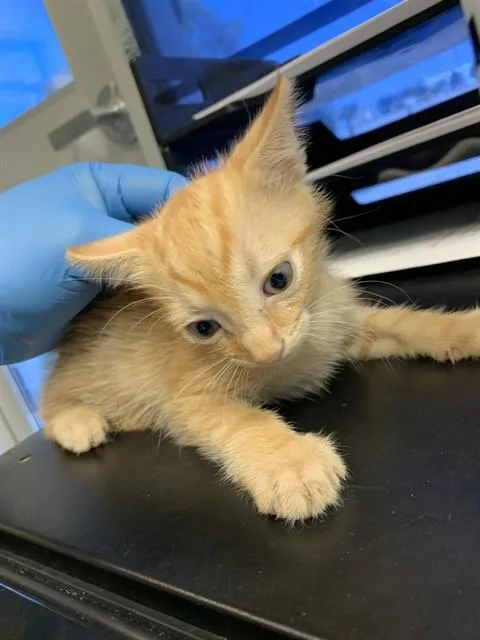 A baby small-sized male Domestic Short Hair cat named Brad for adoption in Grand Prairie, TX
