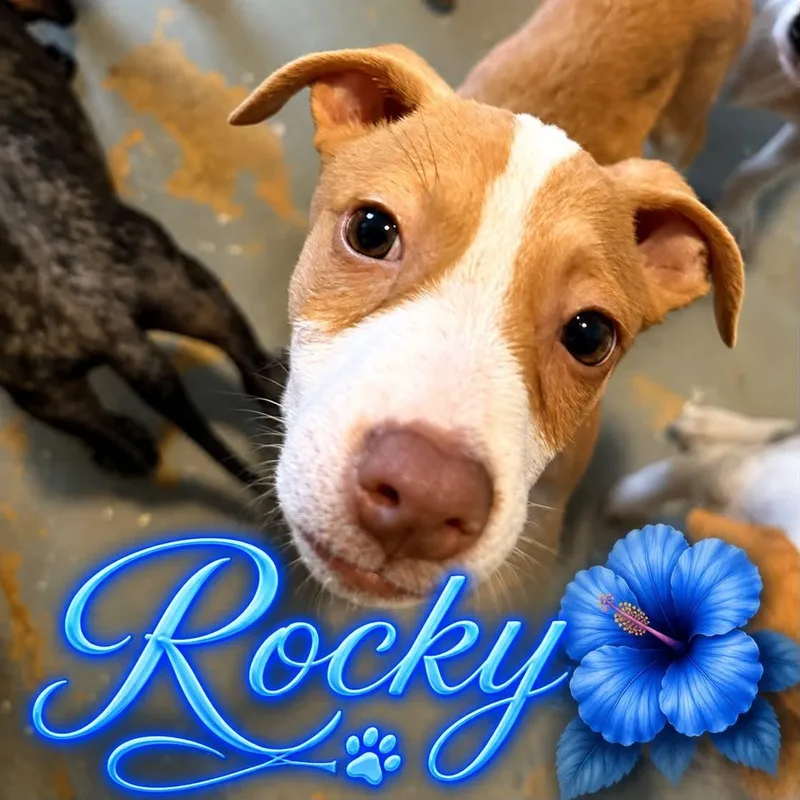A baby medium-sized male Hound dog named Rocky for adoption in ISABELA, PR