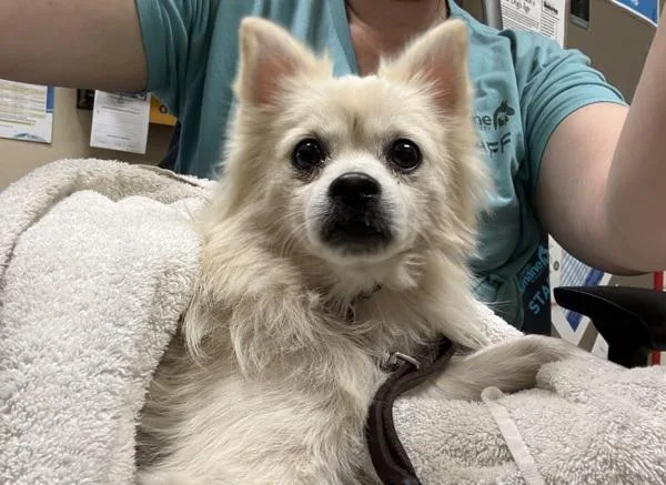An adult small-sized male Chihuahua dog named Little Guy for adoption in Oceanside, CA