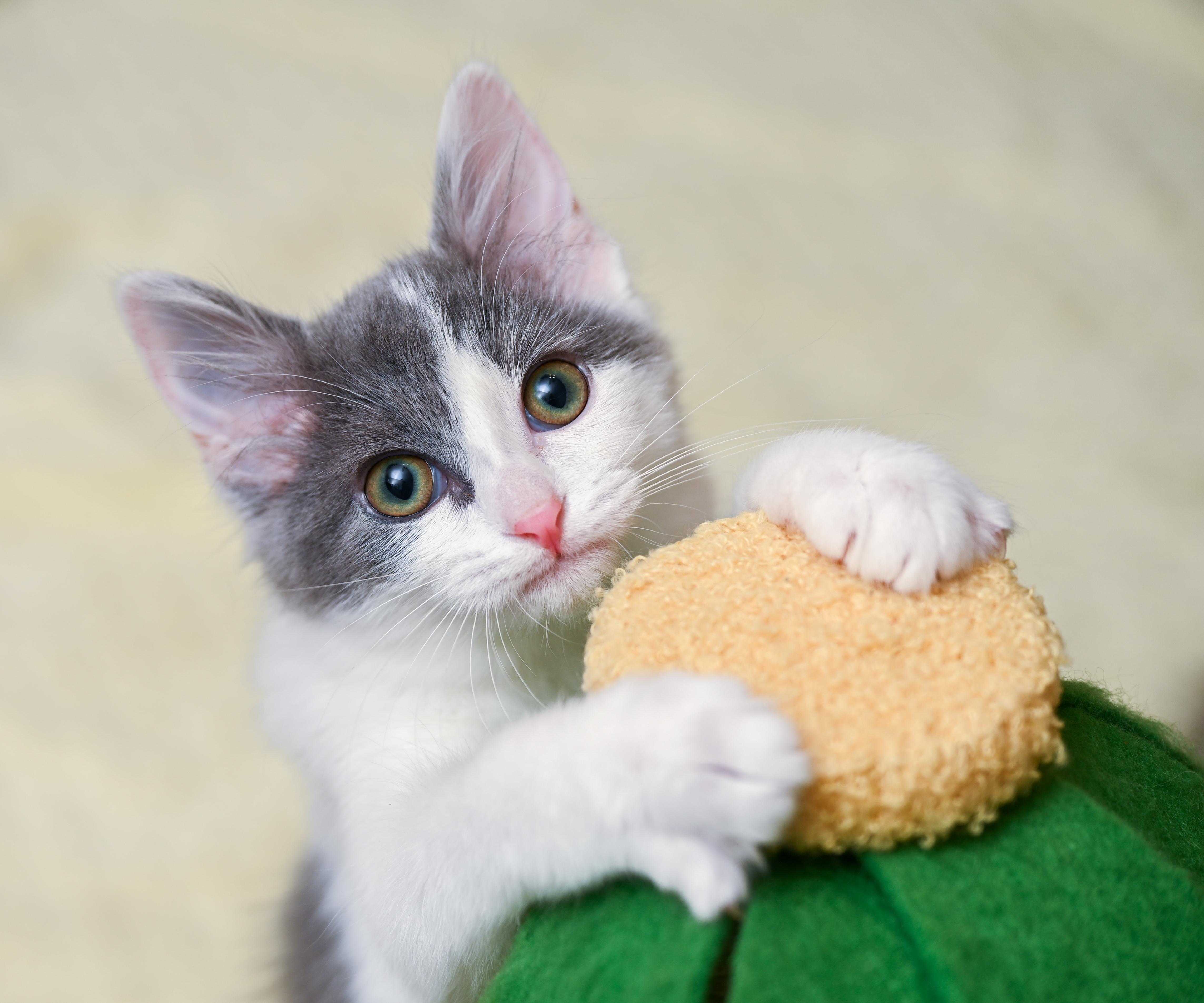 A baby medium-sized female Gray & White Domestic Medium Hair cat named Booberry for adoption in Chattanooga, TN