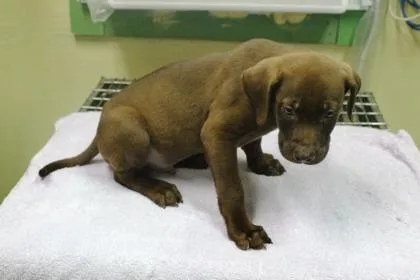 A baby large-sized male Labrador Retriever dog named Willy for adoption in Picayune, MS