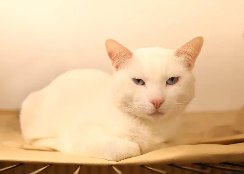 An adult medium-sized male White Domestic Short Hair cat named Potter for adoption in Mira Loma, CA