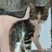 A baby small-sized female Domestic Short Hair cat named Kelly for adoption in Knoxville, TN