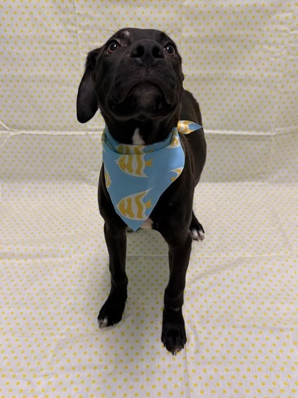 A young medium-sized male Labrador Retriever dog named Peter Pan for adoption in Morristown, TN
