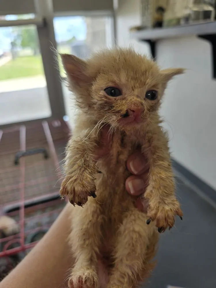 A baby small-sized male Domestic Short Hair cat named Xenon for adoption in Evansville, IN