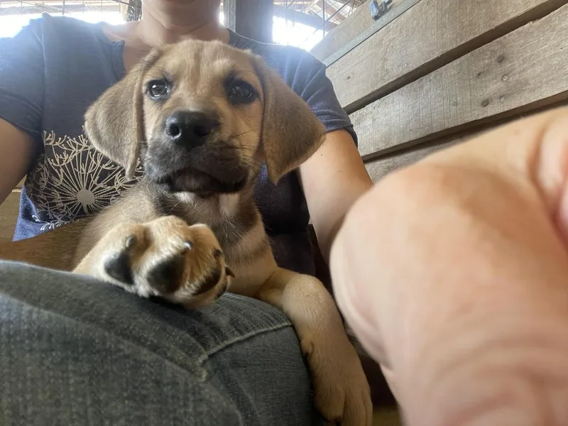 A baby medium-sized female Mixed Breed dog named Frappe for adoption in Florence, SC